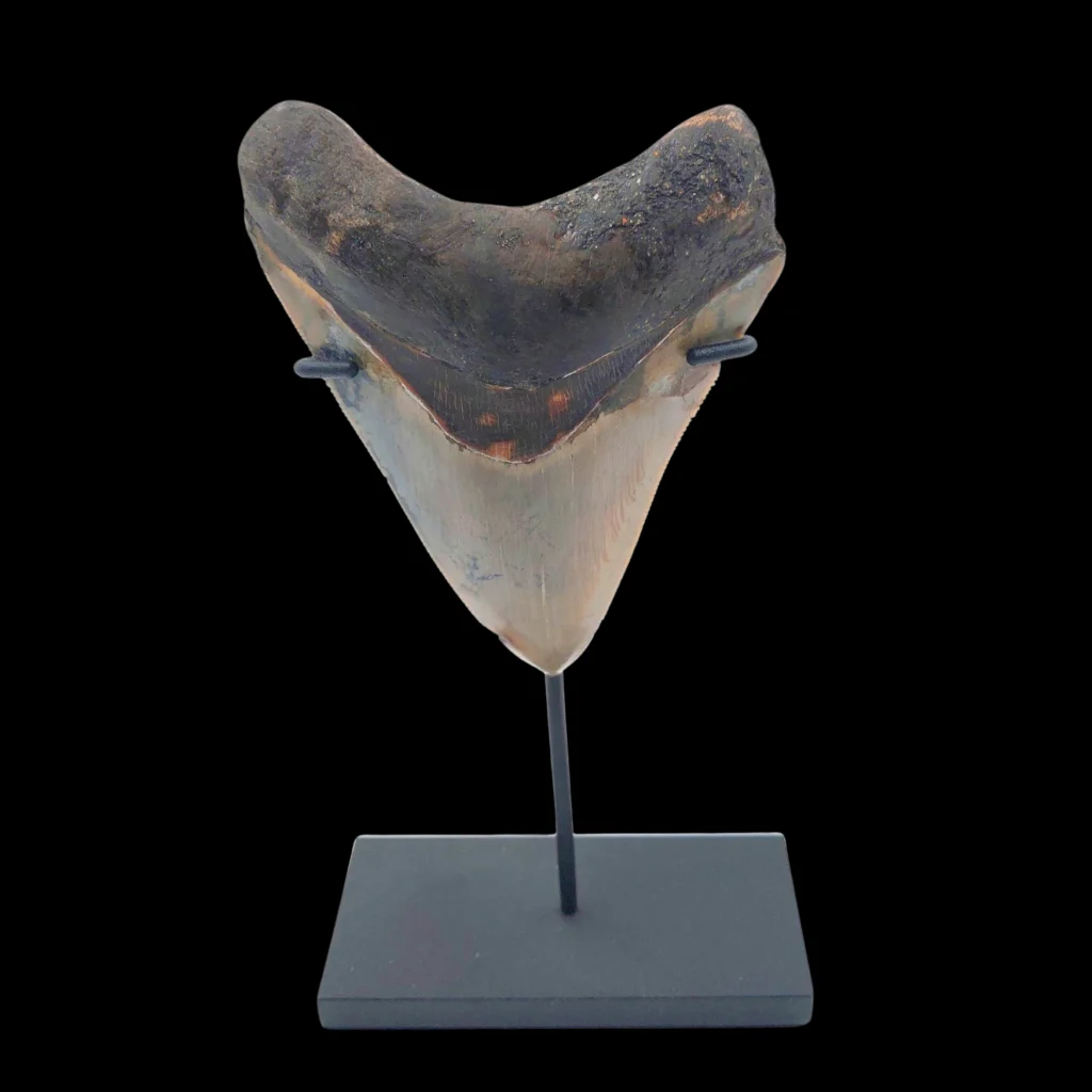 Megalodon Tooth, 132 g, h 10 cm, circa 13 mln years old