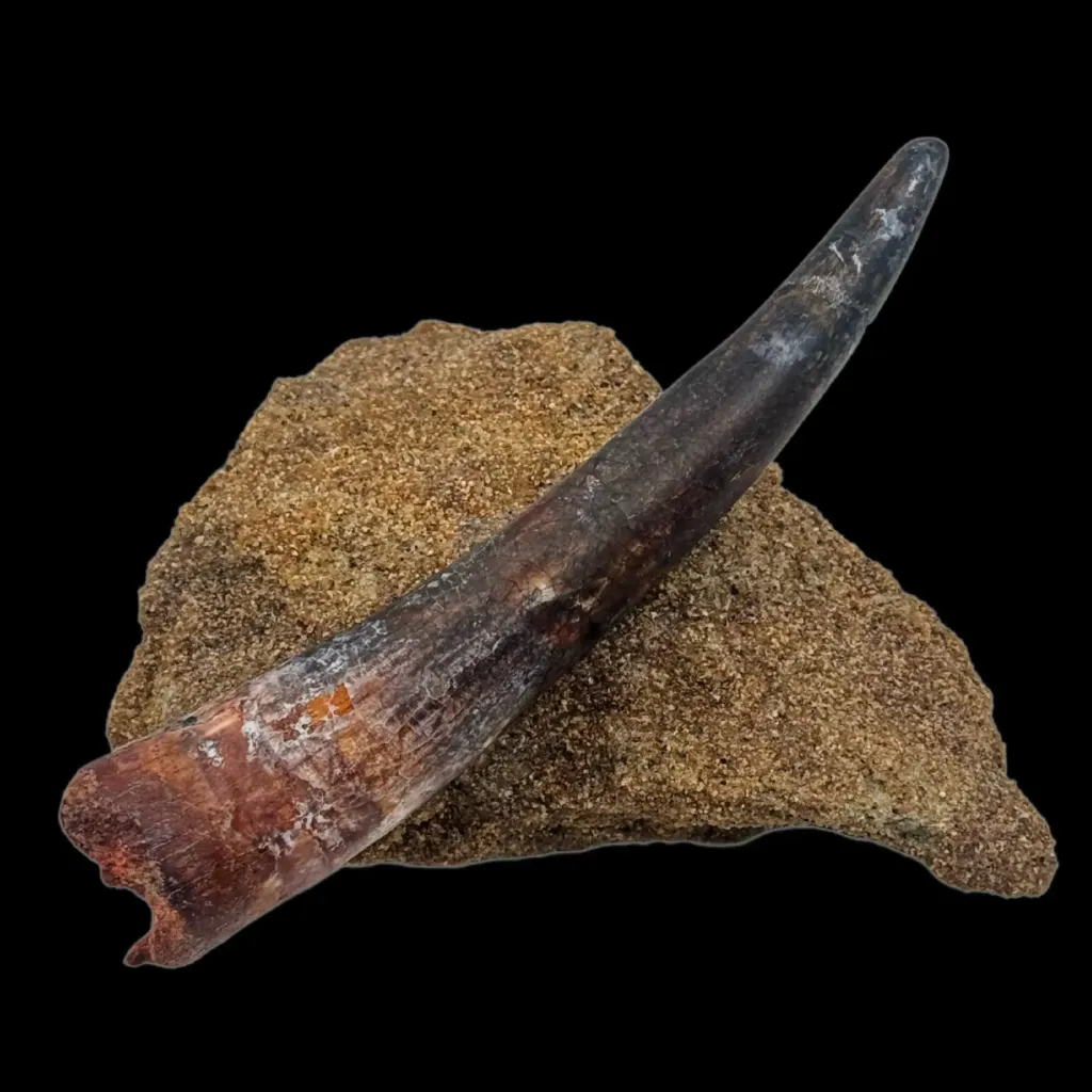 Tooth of Spinosaurus – Relic of the Great River Hunter - preview photo 1123