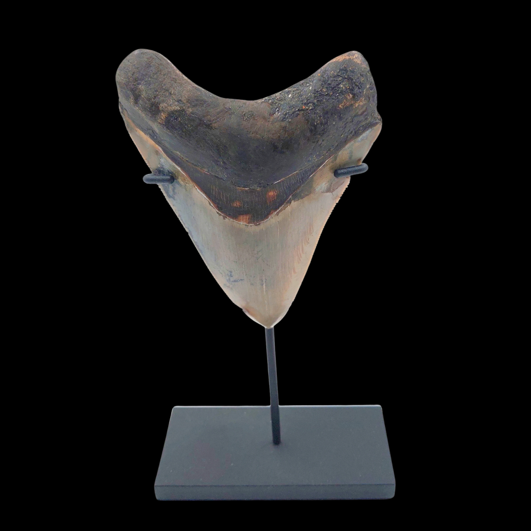 Megalodon Tooth, 132 g, h 10 cm, circa 13 mln years old - preview photo 1123