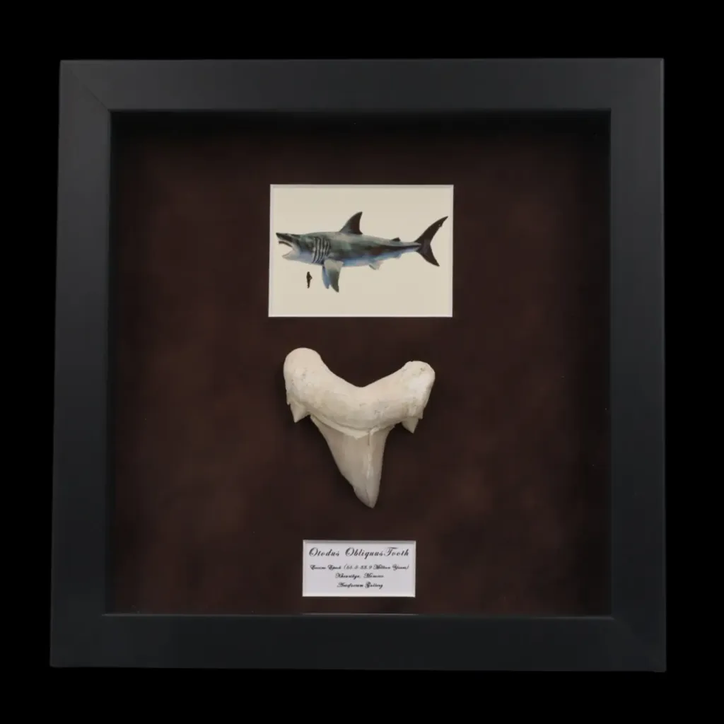 Prehistoric Power: Authentic Otodus obliquus Tooth 7 cm in frame - preview photo 1123