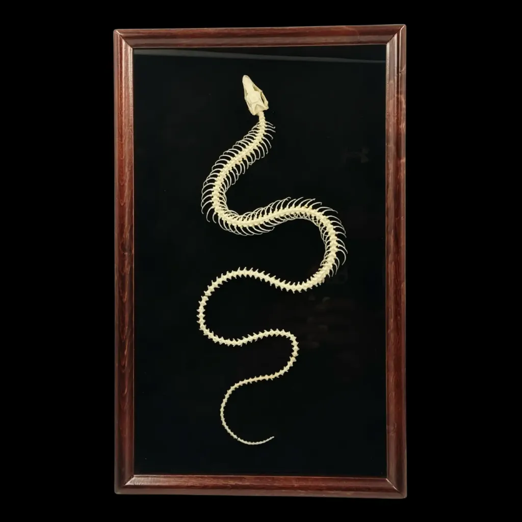 Pseudopus apodus（無腳蜥蜴）骨骼標本，木框裝 - 預覽圖片 1123