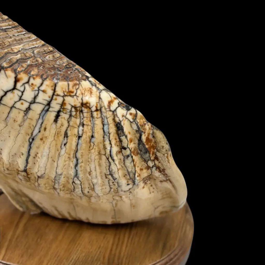 Majestic Mammoth Molar – A Glimpse into the Prehistoric Past - preview photo 4123
