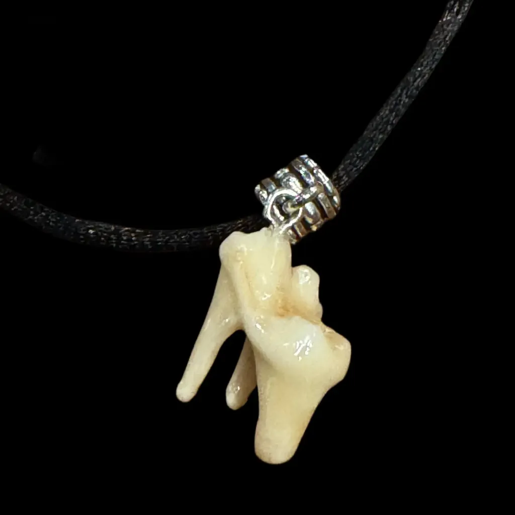 Authentic Wolf Molar Tooth Pendant on a Textile Cord – Origin:Grey Wolf - preview photo 1123