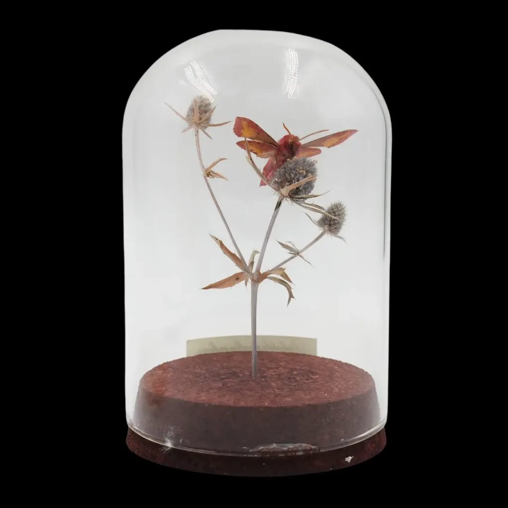 Deilephila porcellus on Flower in Glass Cloche, Europe - preview photo 2123