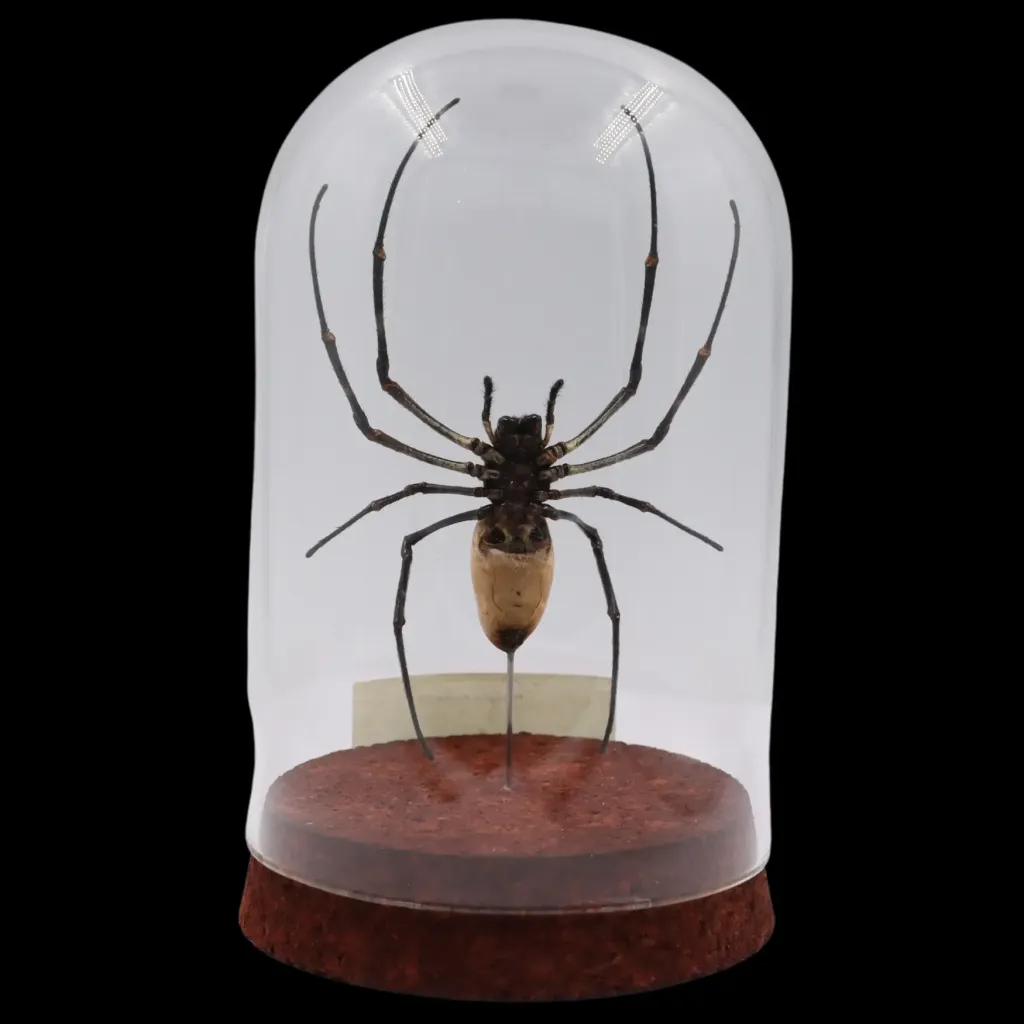 Nephila vitiana: Rare Marvel of Nature - preview photo 2123