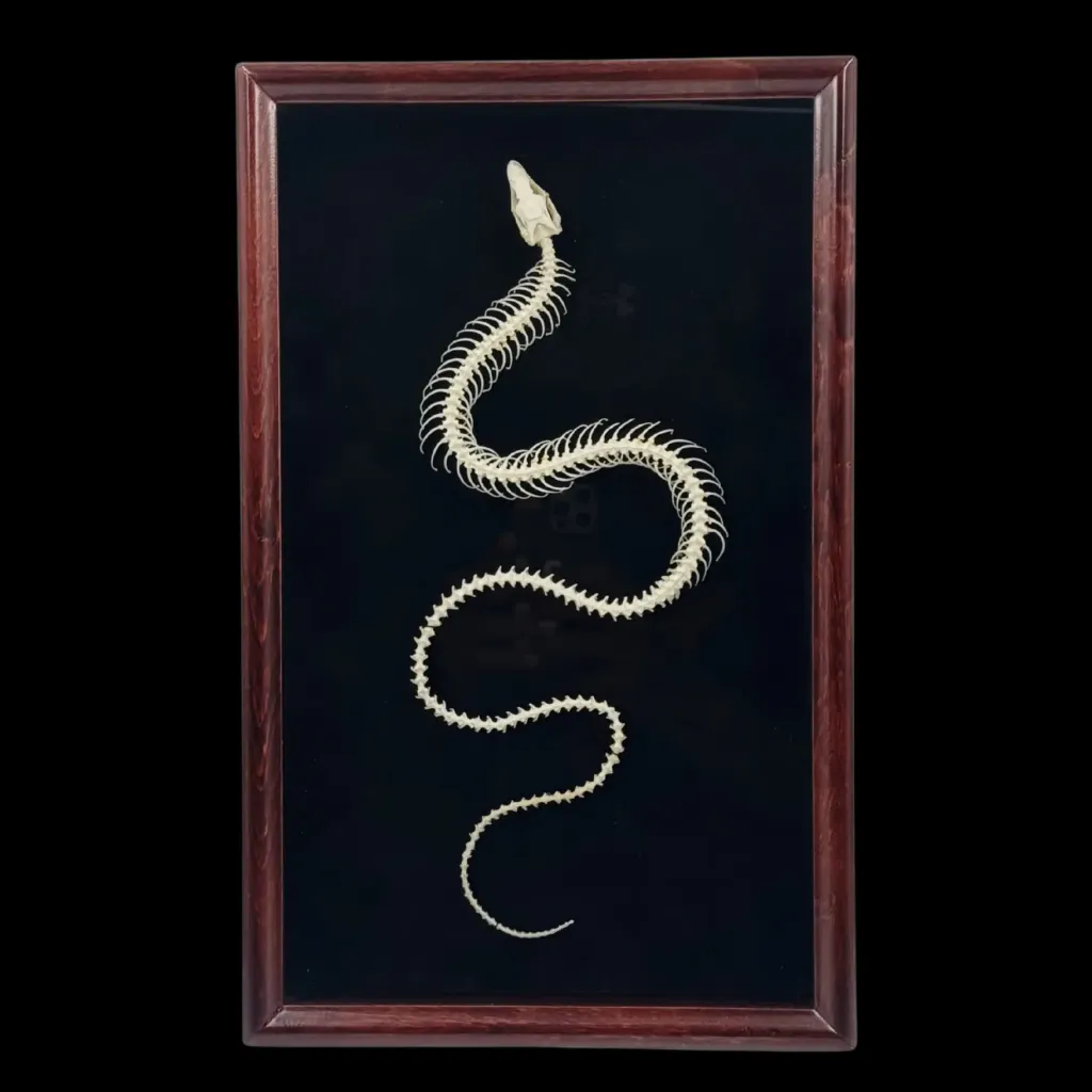 Pseudopus apodus（無腳蜥蜴）骨骼標本，木框裝 - 預覽圖片 2123