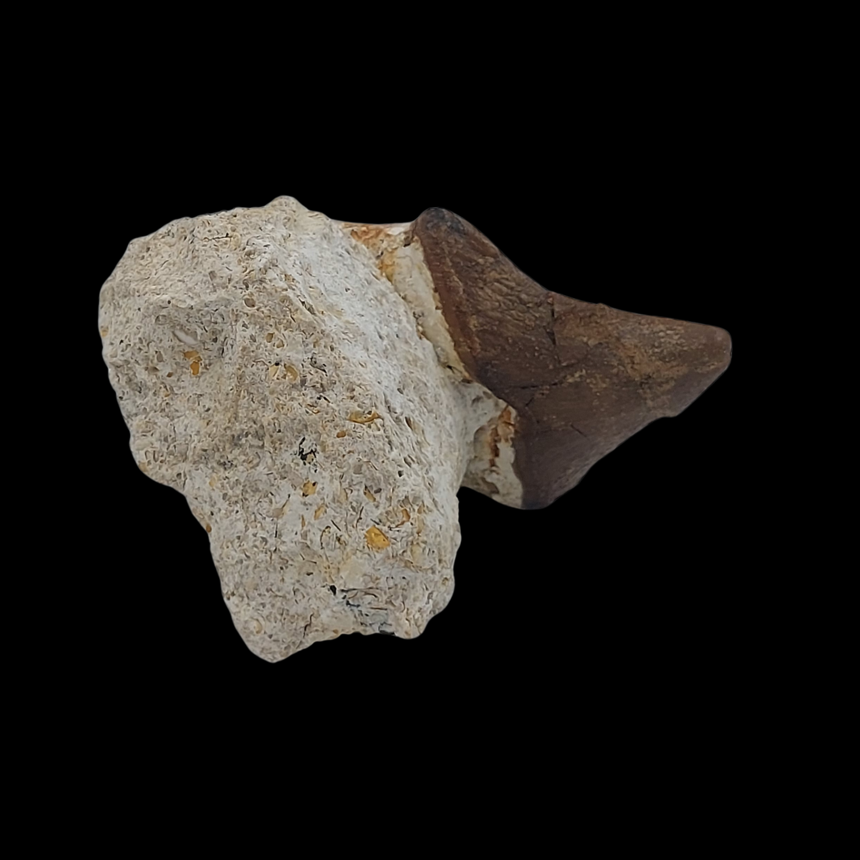 Pappocetus lugardi Jaw with Tooth - Early Walking Whale - preview photo 3123