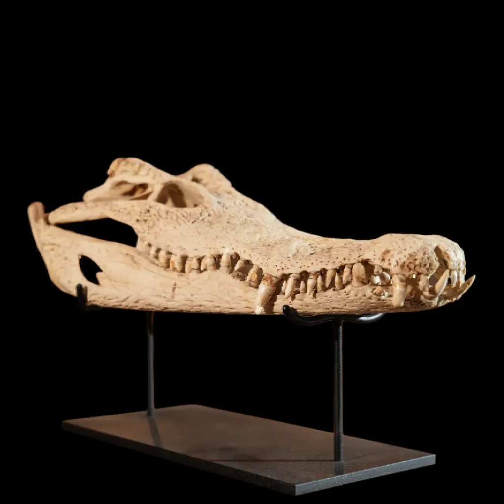 Nile Crocodile Skull - Trophy of Africa's Apex Predator