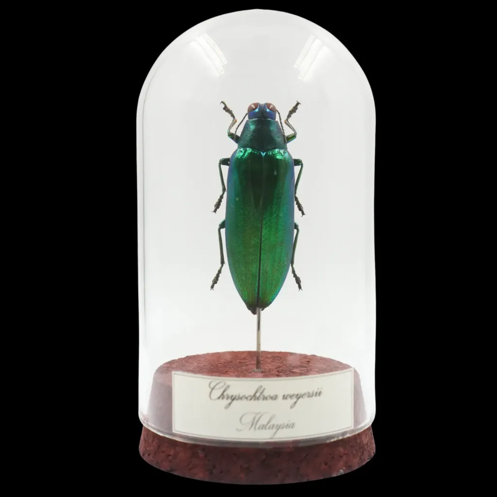 Chrysochroa weyersii – The Emerald Jewel Beetle of Malaysia - preview photo 1123