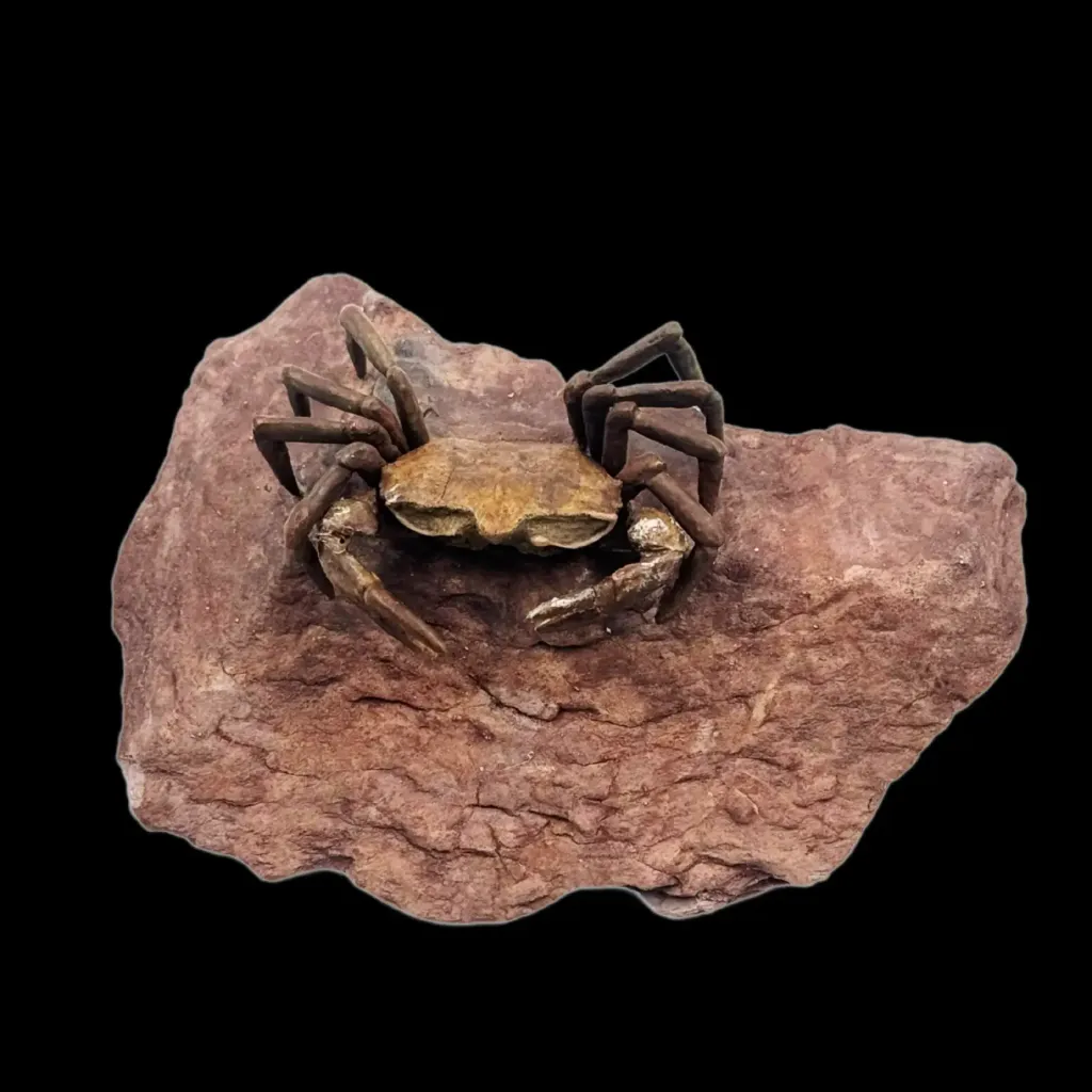 Fossilized Crab from the Oligocene Epoch (23–33 Million Years Ago) - preview photo 2123