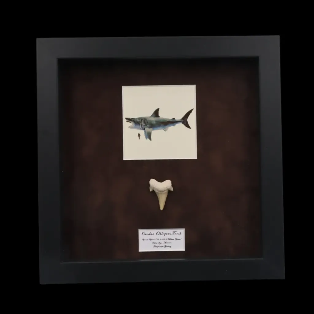 Prehistoric Power: Authentic Otodus obliquus Tooth - preview photo 3123