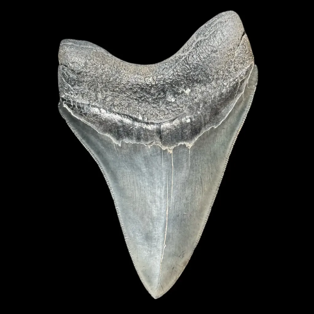Megalodon Tooth, 125 gr, Polishing, h 11 cm, circa 13 mln years old - preview photo 2123