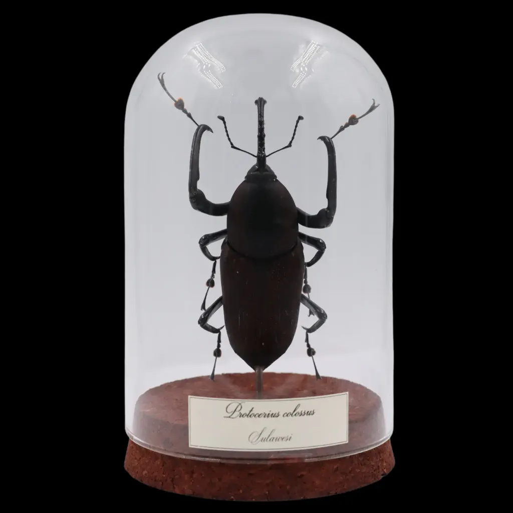Protocerius colossus (Sulawesi) - Rare and Magnificent Beetle Specimen - preview photo 1123