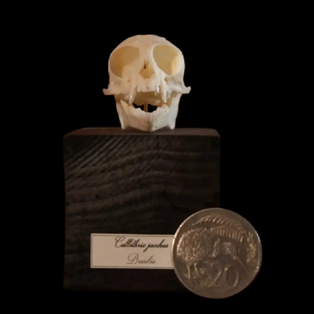 Callithrix Jacchus Skull - A Rare and Delicate Specimen from Brazil's Atlantic Forest - preview photo 3123