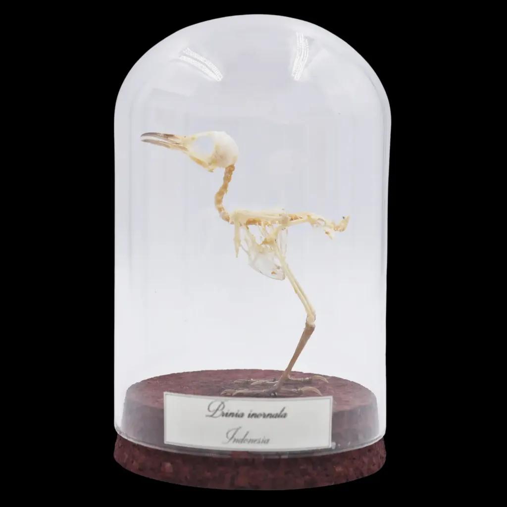 Prinia Inornata Skeleton in Glass Cloche – Delicate Testament to Nature’s Elegance - preview photo 1123