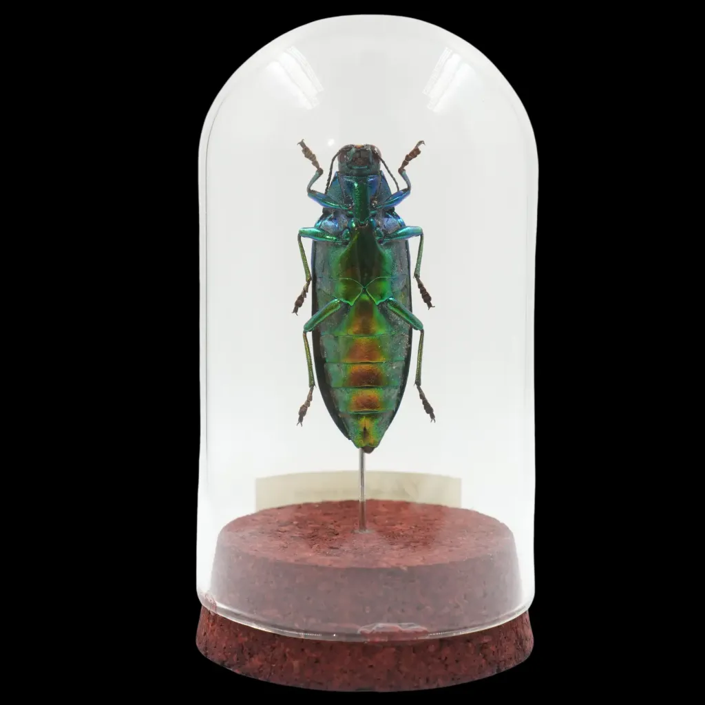 Chrysochroa weyersii – The Emerald Jewel Beetle of Malaysia - preview photo 2123