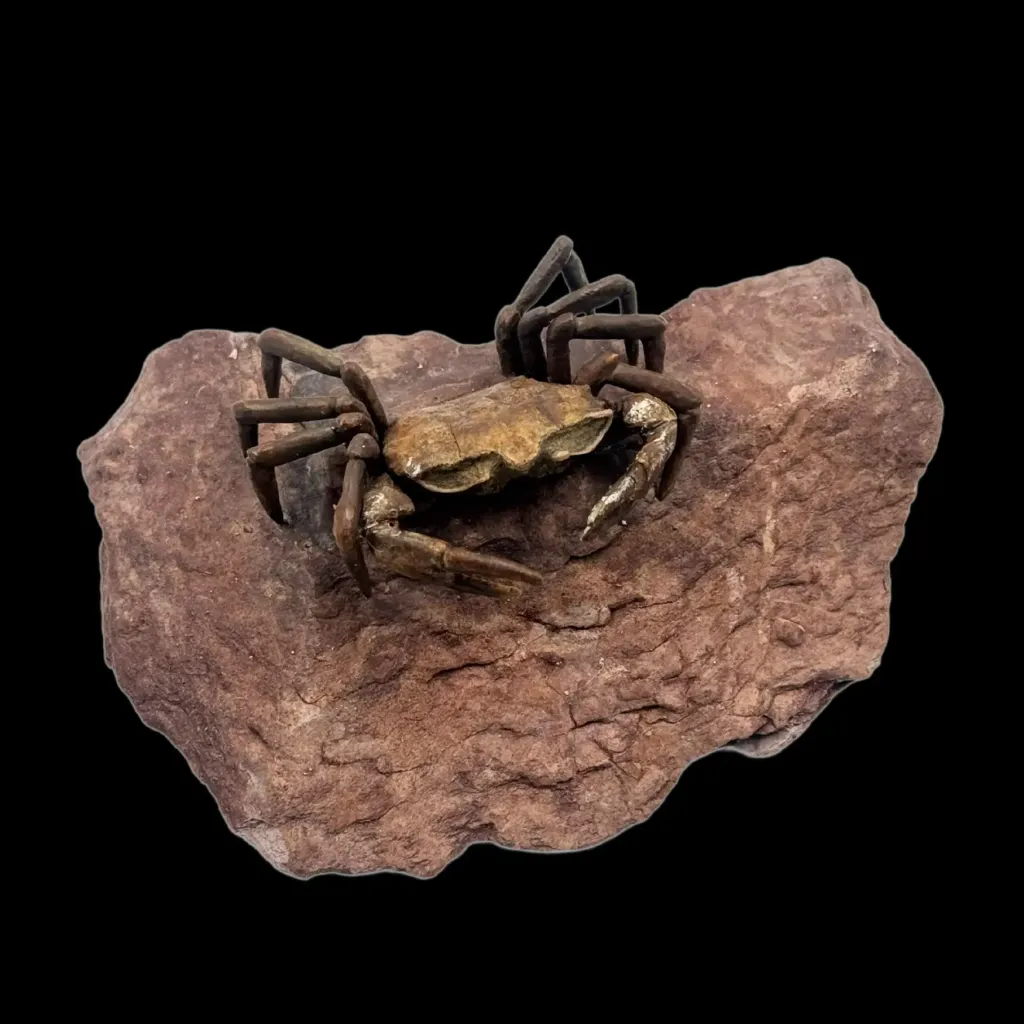 Fossilized Crab from the Oligocene Epoch (23–33 Million Years Ago) - preview photo 3123