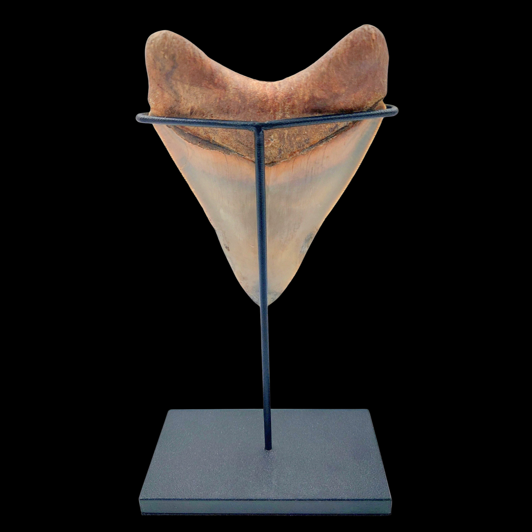 Megalodon Tooth, 73 g, h 9.5 cm, circa 13 mln years old - preview photo 2123