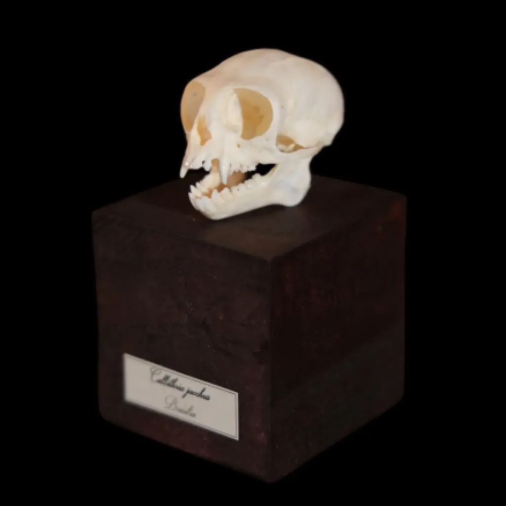 Callithrix Jacchus Skull - A Rare and Delicate Specimen from Brazil's Atlantic Forest - preview photo 1123