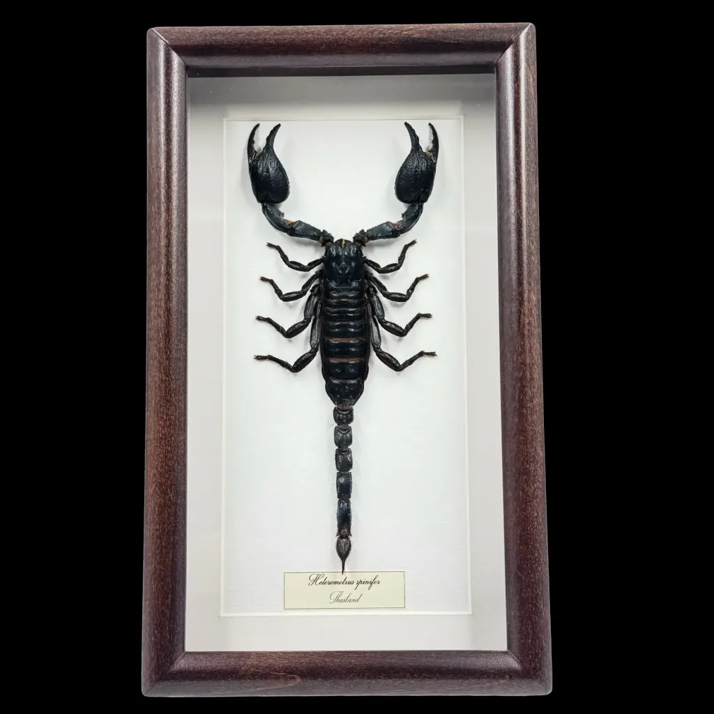Heterometrus spinifer——泰國裝飾框中的雄偉巨型森林蠍 - 預覽圖片 2123