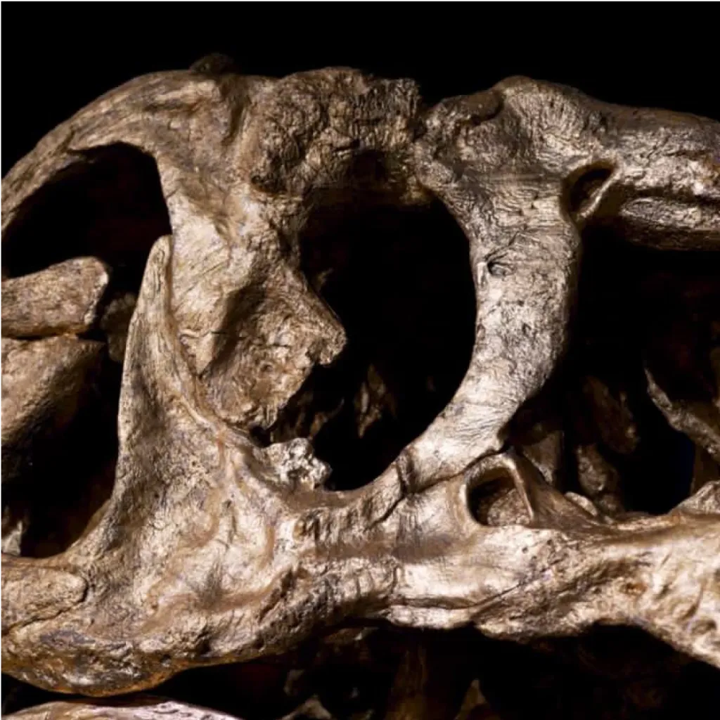 Precise 1:1 cast of Tyrannosaurus rex skull, 3d printed, 24k gold - preview photo 3123