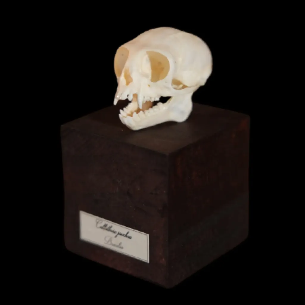 Callithrix Jacchus Skull - A Rare and Delicate Specimen from Brazil's Atlantic Forest - preview photo 5123