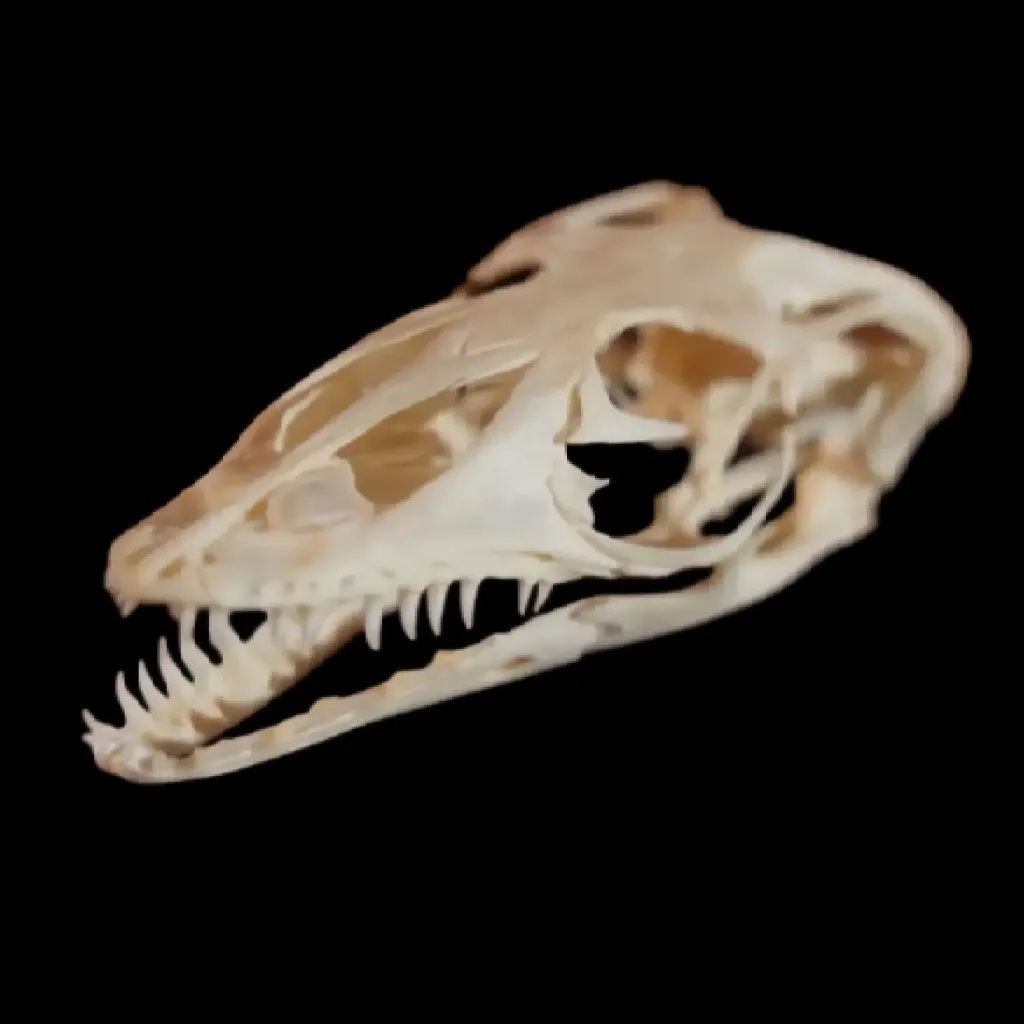 جمجمة محفوظة لـ Varanus Rudicollis – اكتشاف نادر في جنوب شرق آسيا - صورة معاينة 4123