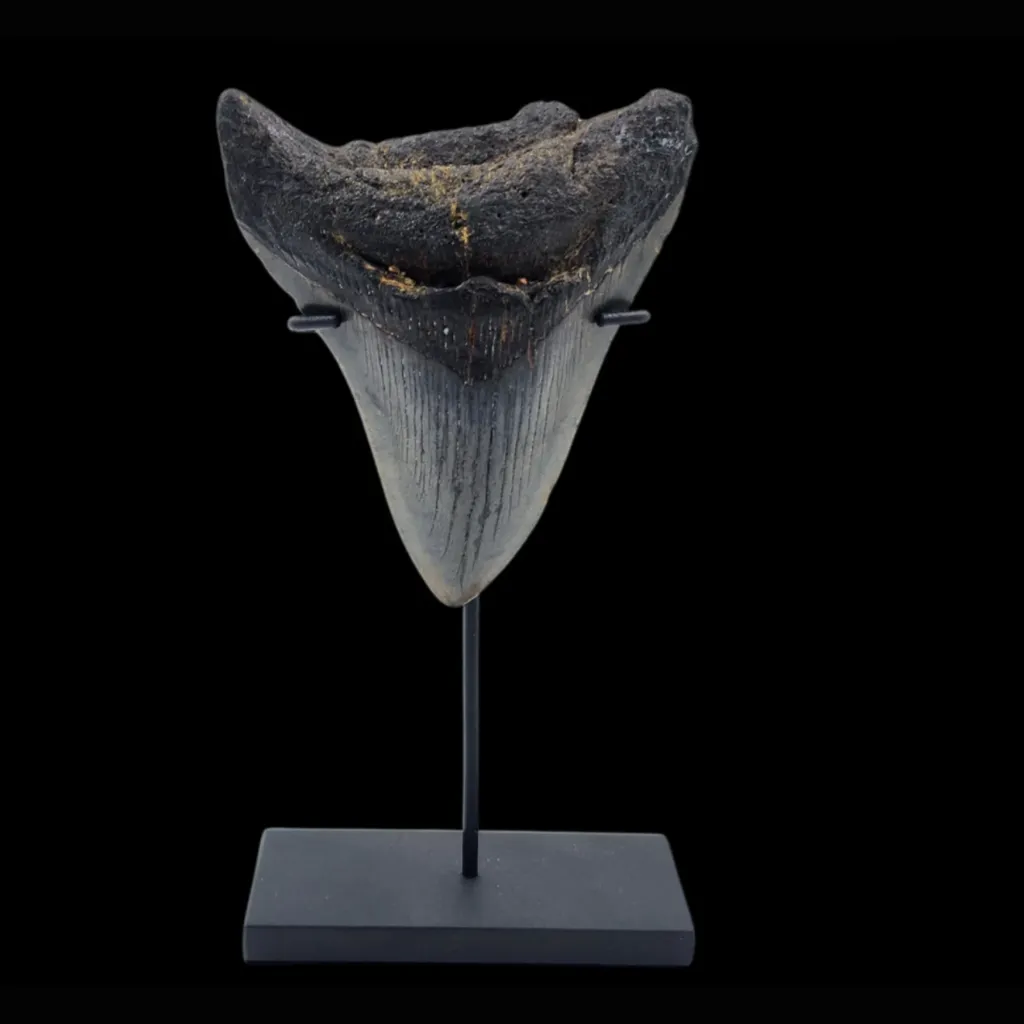Megalodon Tooth, 120gr, h 10.3cm, 13mln years old - preview photo 1123