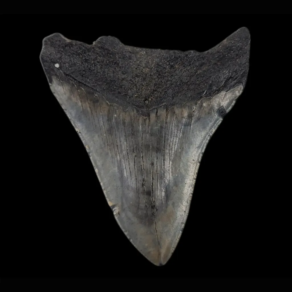 Megalodon Tooth, 120gr, h 10.3cm, 13mln years old - preview photo 2123