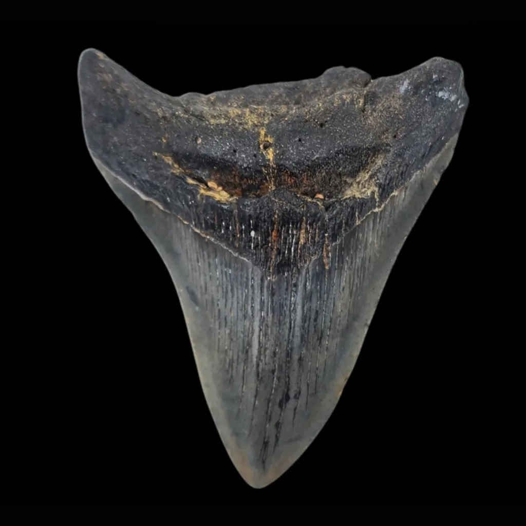 Megalodon Tooth, 120gr, h 10.3cm, 13mln years old - preview photo 3123