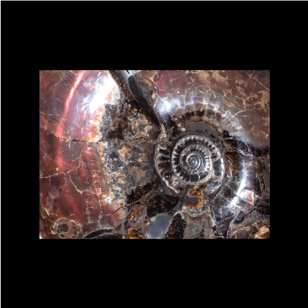 菊石 Craspedodiscus discofalcatus - 預覽圖片 1123