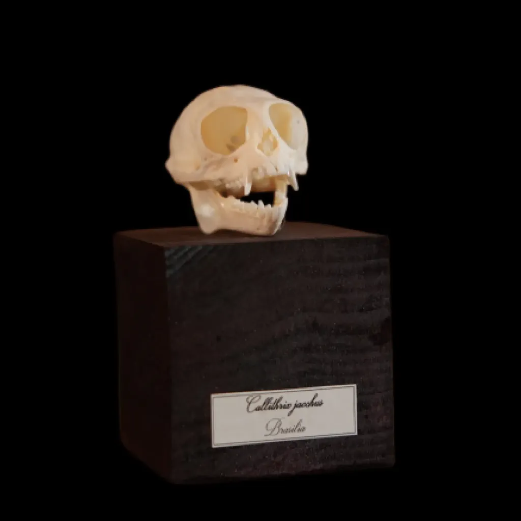Callithrix Jacchus Skull - A Rare and Delicate Specimen from Brazil's Atlantic Forest - preview photo 6123