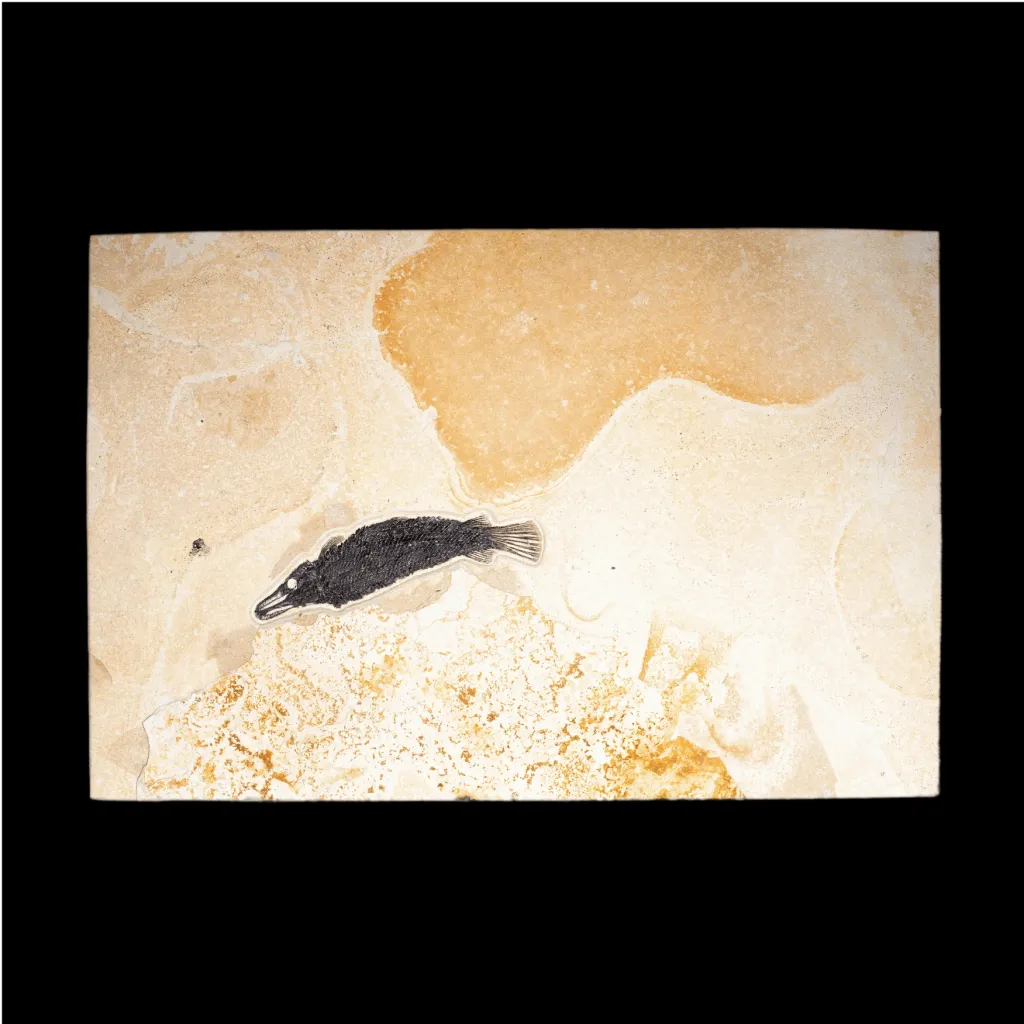 Atractosteus Lapidosteus 魚 - 預覽圖片 2123