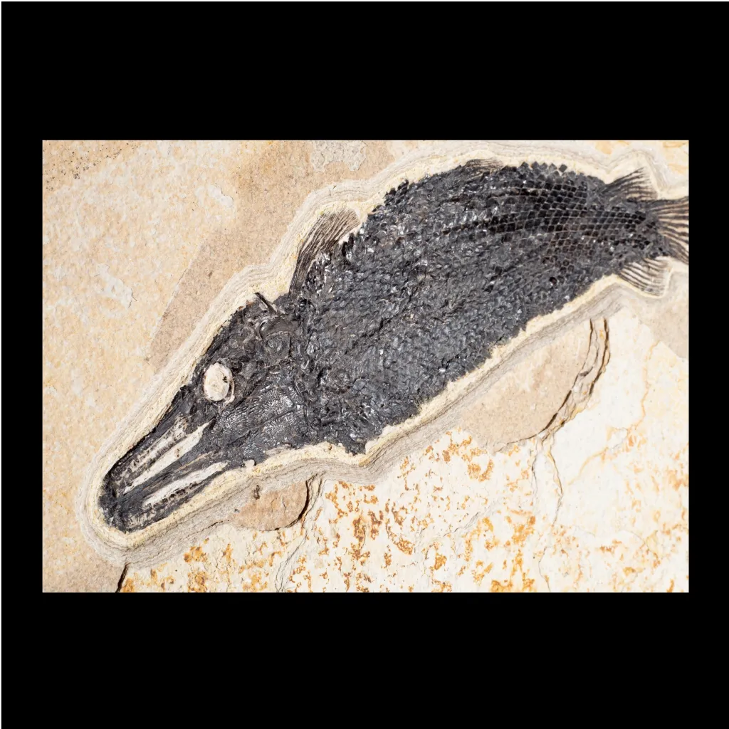 Atractosteus Lapidosteus 魚