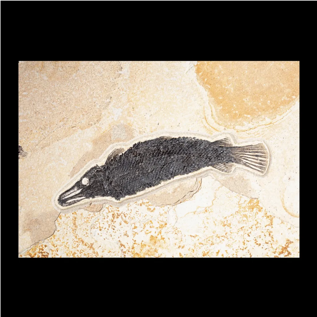 Atractosteus Lapidosteus 魚 - 預覽圖片 1123