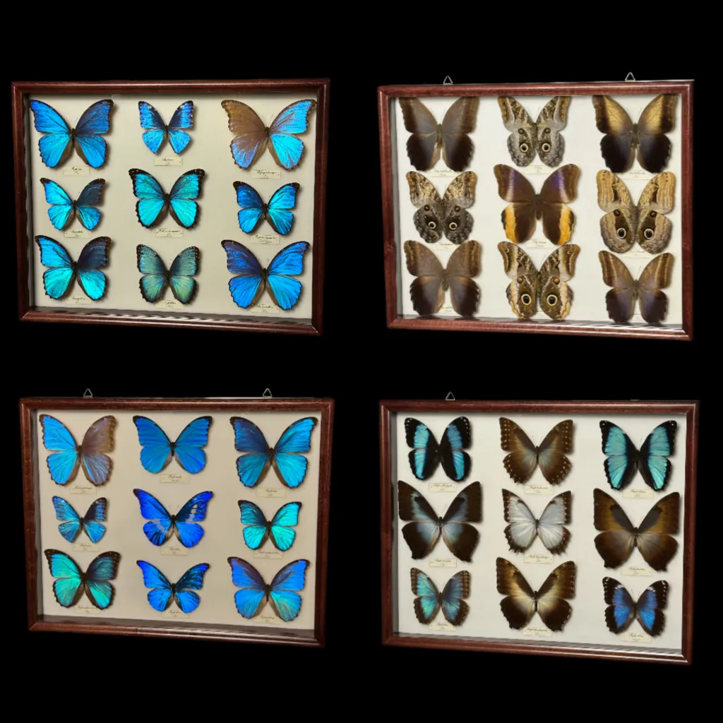 Collection of 36 perfectly preserved butterflies from South America - preview photo 1123
