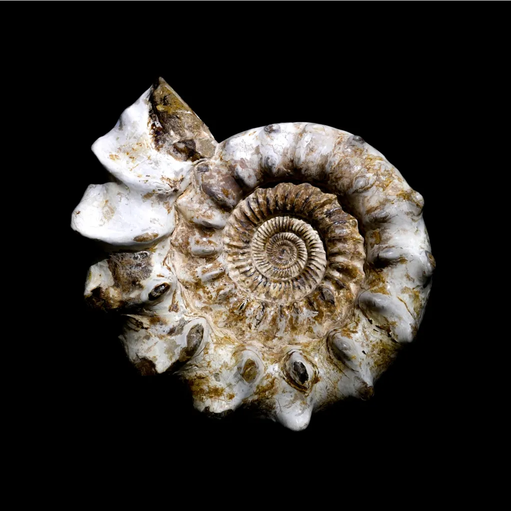 Prehistoric mollusk fossil (Ammonite Perisphinctes Sp.) with rare nacreous layer, circa 173 mln years old, Madagascar - preview photo 1123