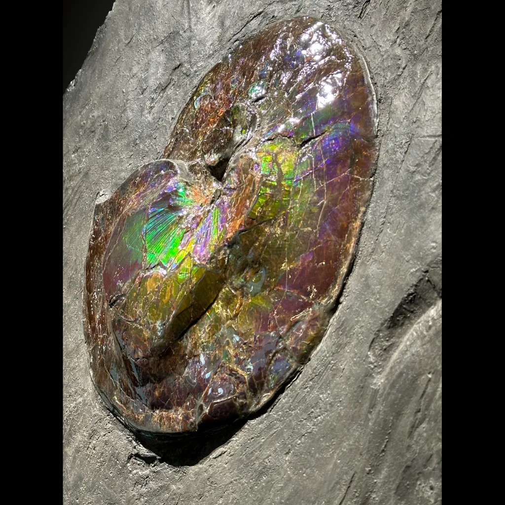 史前軟體動物化石（菊石 Placenticeras costatum），覆有罕見的有機寶石層，約 7,200 萬至 8,400 萬年前，北美洲 - 預覽圖片 2123