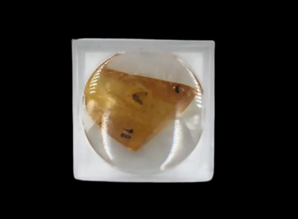 含史前蚊子的琥珀 - 預覽圖片 3123