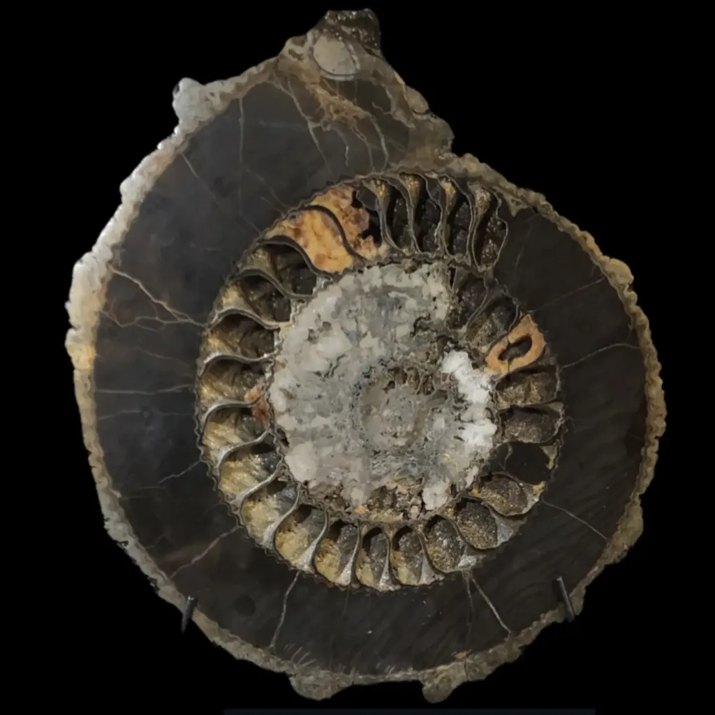 Ammonite Speetoniceras versicolor – A Multicolored Masterpiece of the Early Jurassic Sea