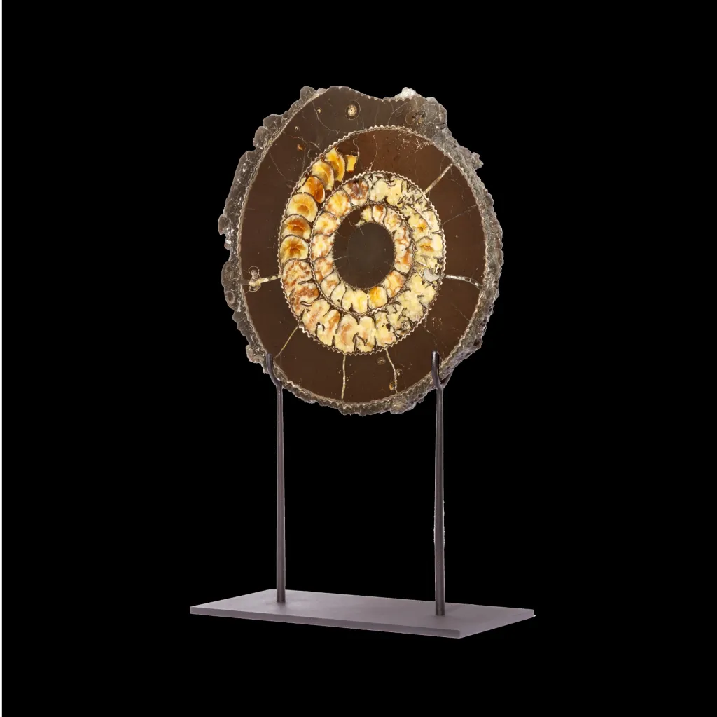 Ammonite Speetoniceras Versicolor - preview photo 2123