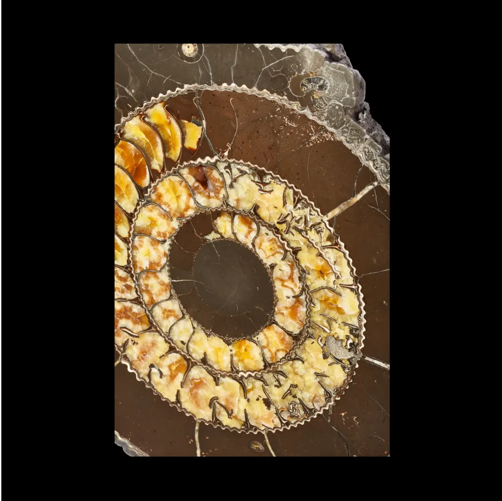 Ammonite Speetoniceras Versicolor - preview photo 3123