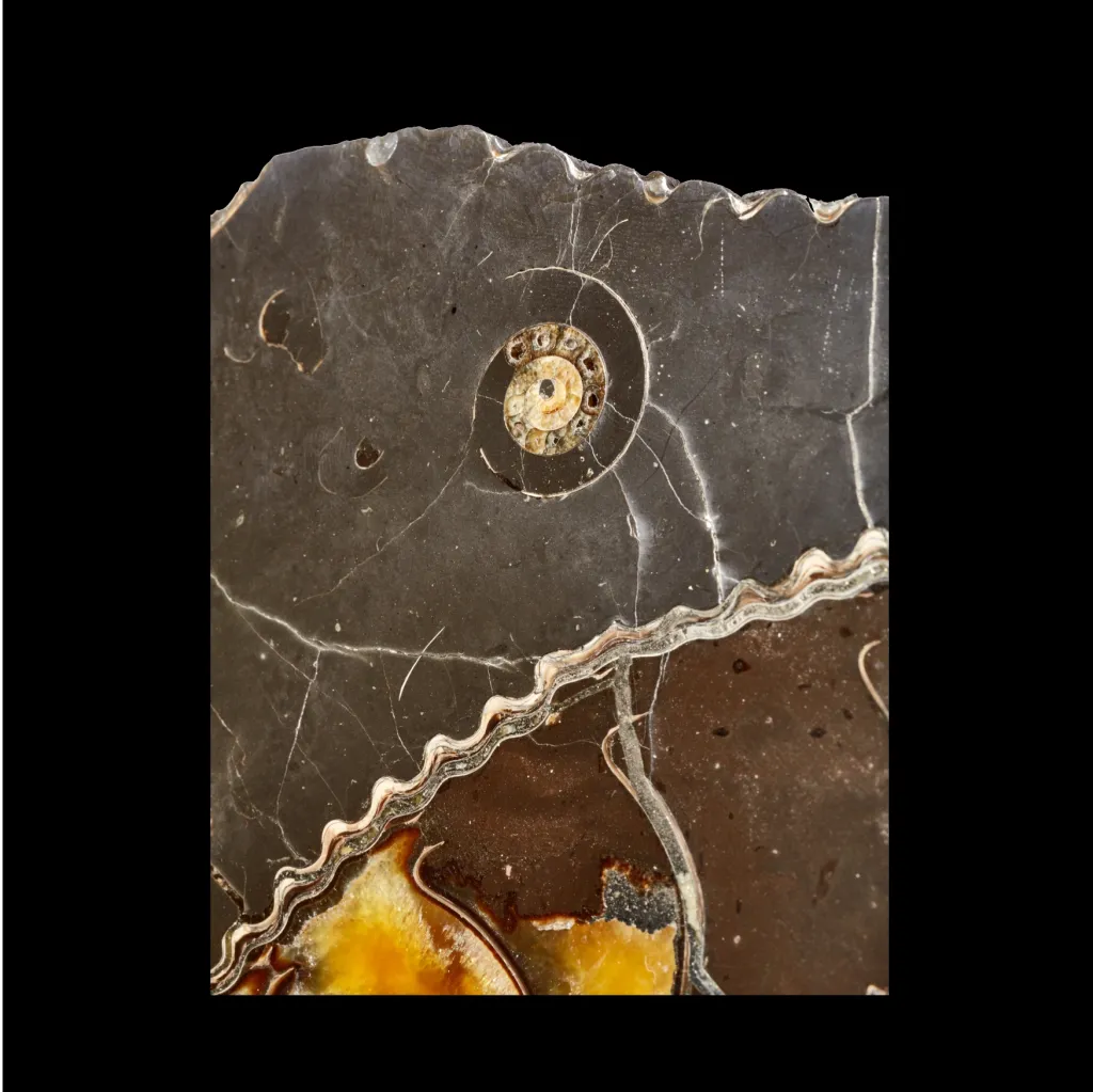 Ammonite Speetoniceras Versicolor - preview photo 4123