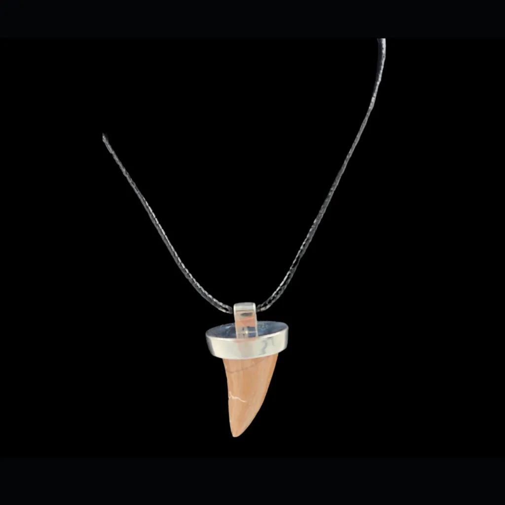 Mosasaur Tooth – 9.2 gr, Height 2.7 cm x 1.8 cm - preview photo 2123
