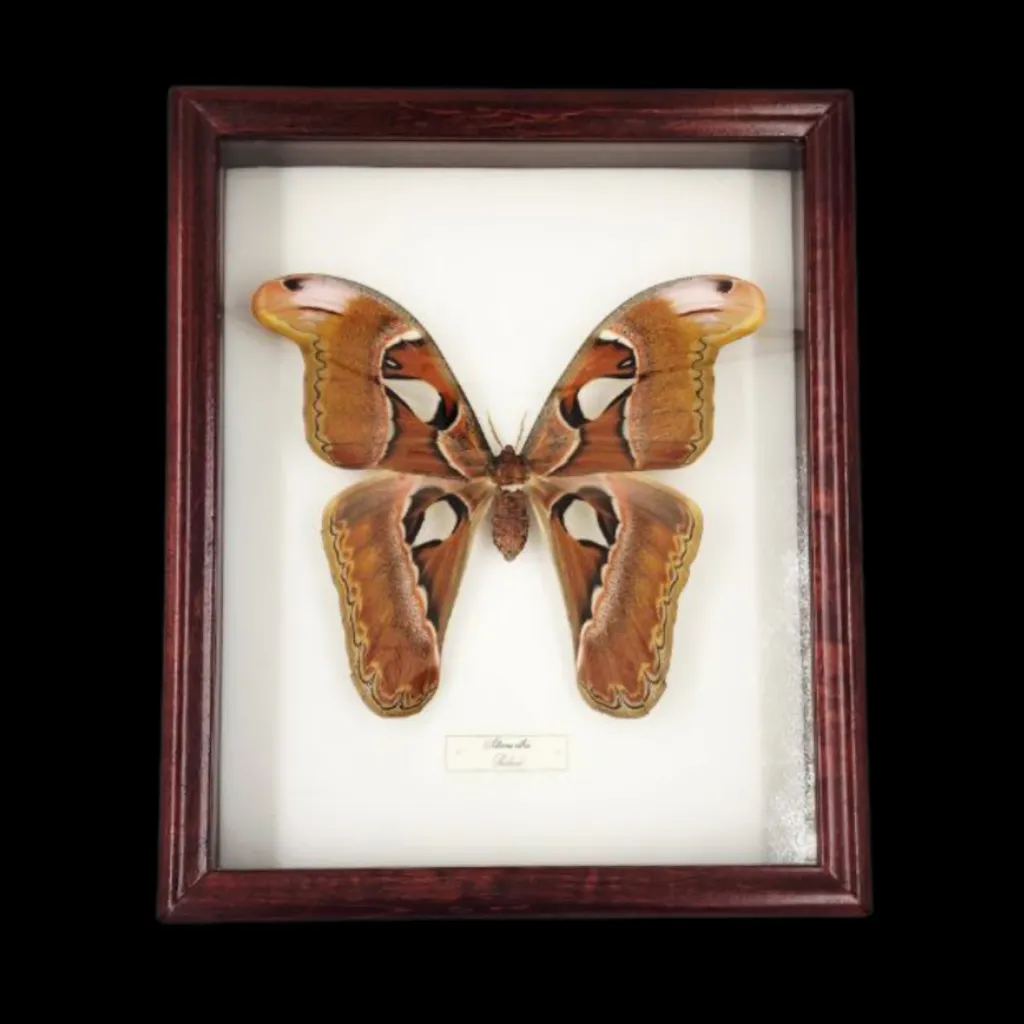 Attacus atlas – The Giant Silk Moth of Thailand - preview photo 1123