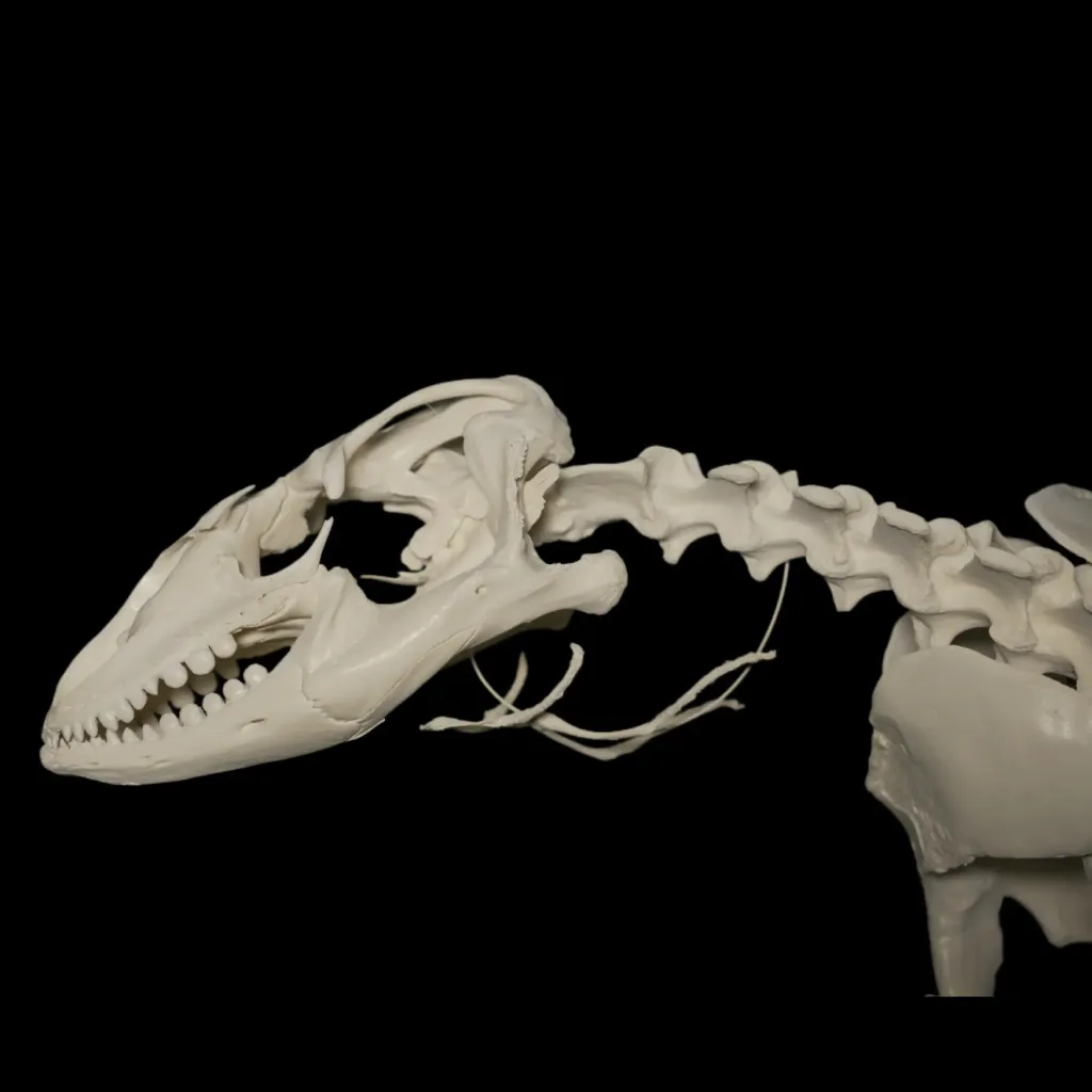 Complete Rock Monitor Skeleton - A Rare and Remarkable Specimen from Southern Africa - preview photo 5123