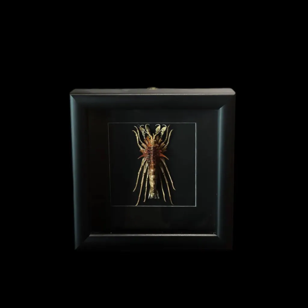 Baikal Amphipod - Acanthogammarus lappaceus in a Wooden Frame - preview photo 1123