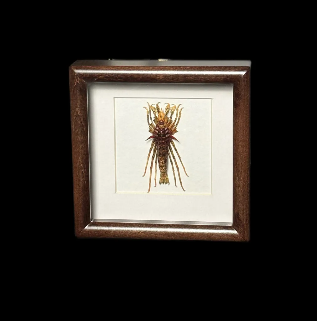 Baikal Amphipod - Acanthogammarus lappaceus in a Wooden Frame (Glass) - preview photo 1123