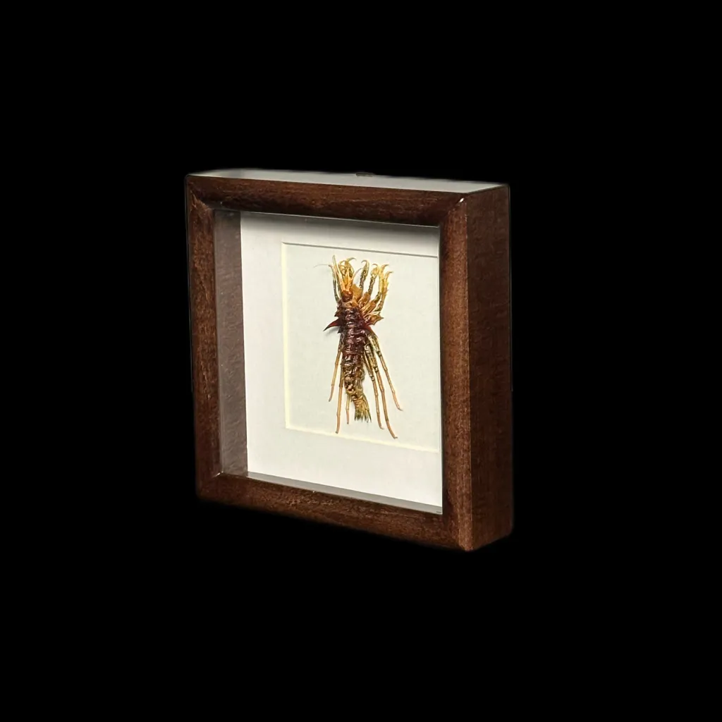 Baikal Amphipod - Acanthogammarus lappaceus in a Wooden Frame (Glass) - preview photo 2123