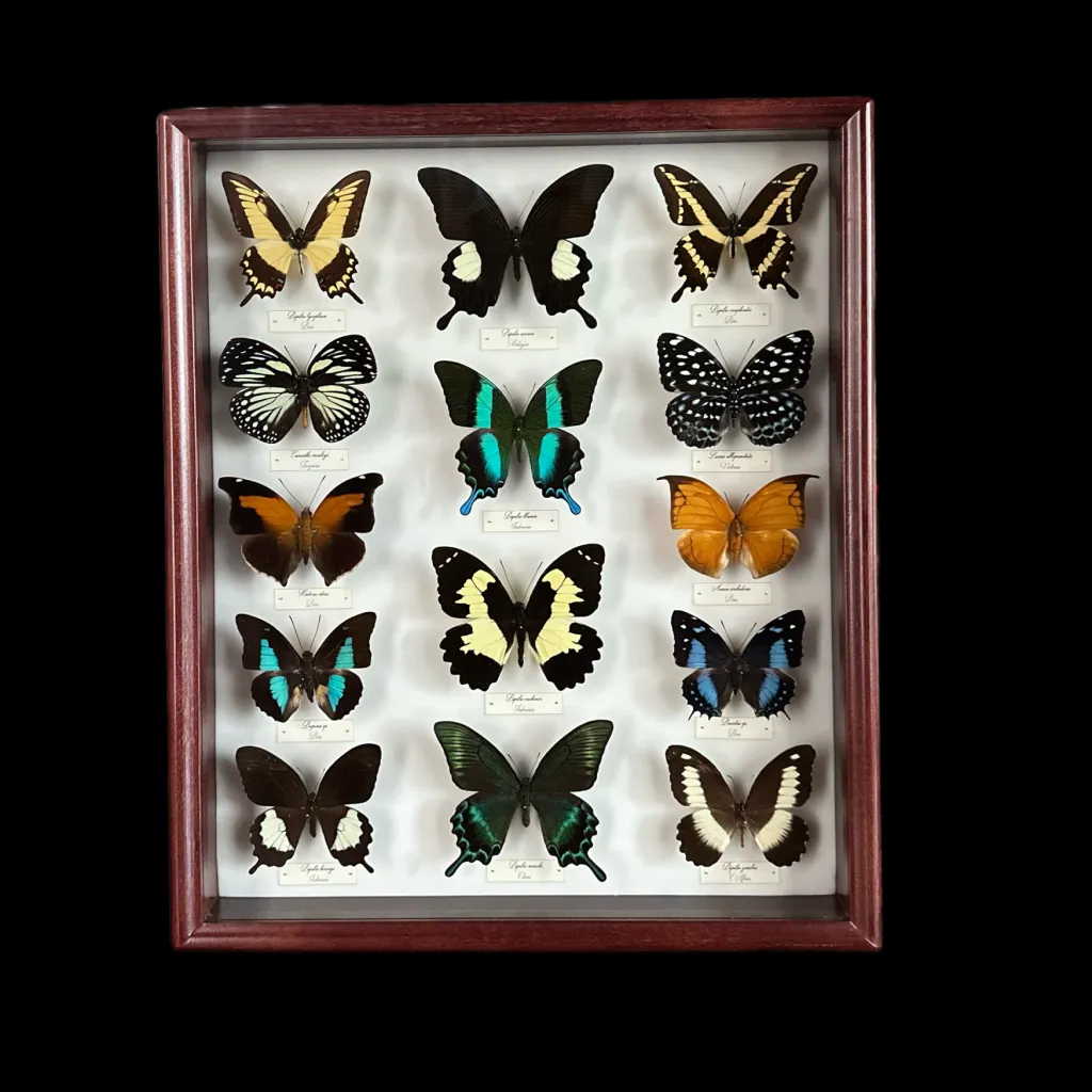 Collection of 56 perfectly preserved butterflies from 3 continents BGWB1 - preview photo 2123